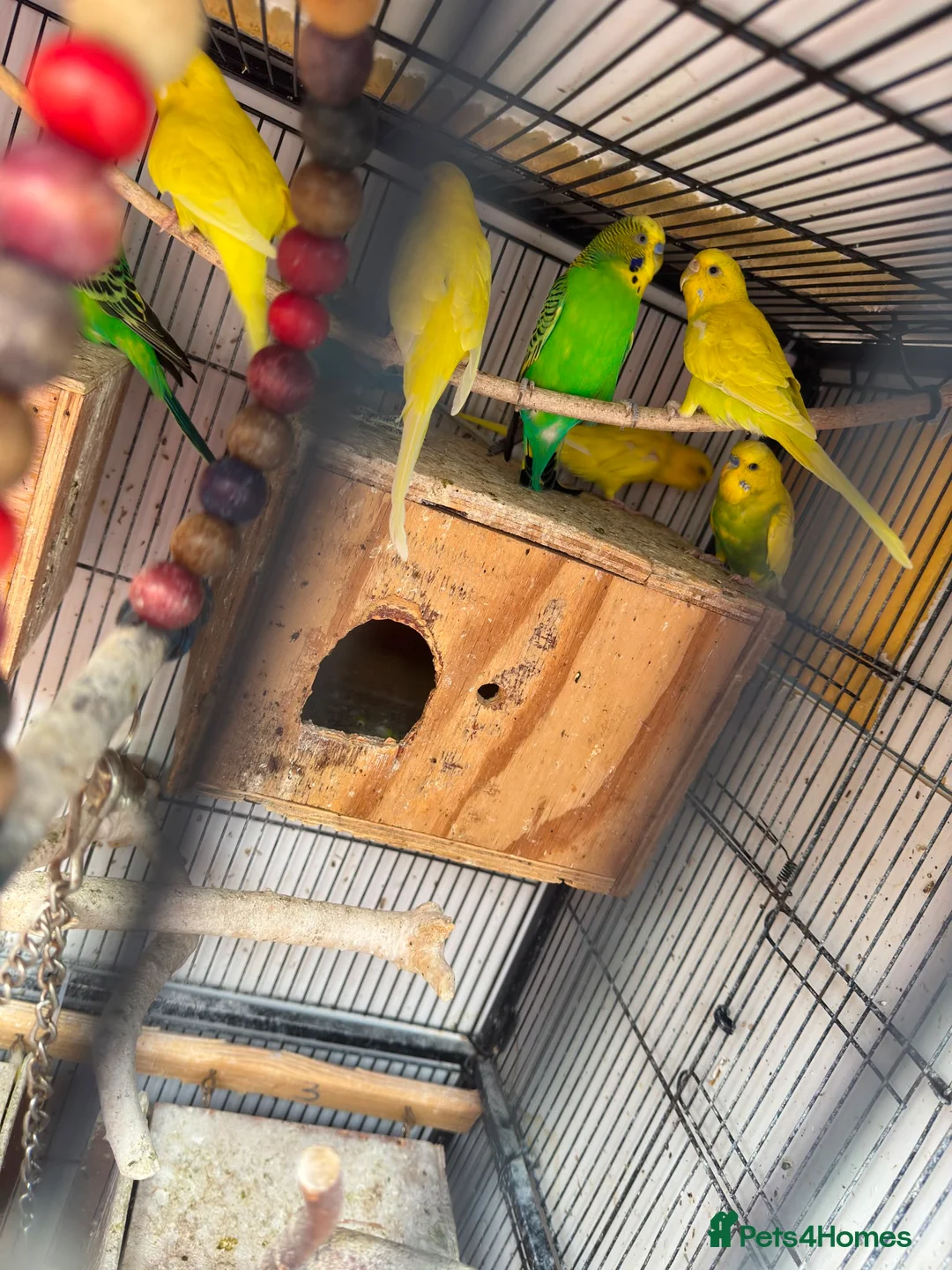 Budgerigars birds for sale: Budgies breeding pair  - Advert 1