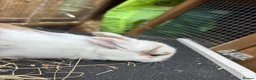 Lionhead rabbits for sale: Lion heads  - Advert 10