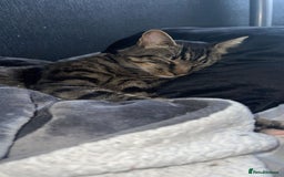 Mixed Breed cats for sale: Cat for Rehoming – Meet Eisa 🐾 - Image 1