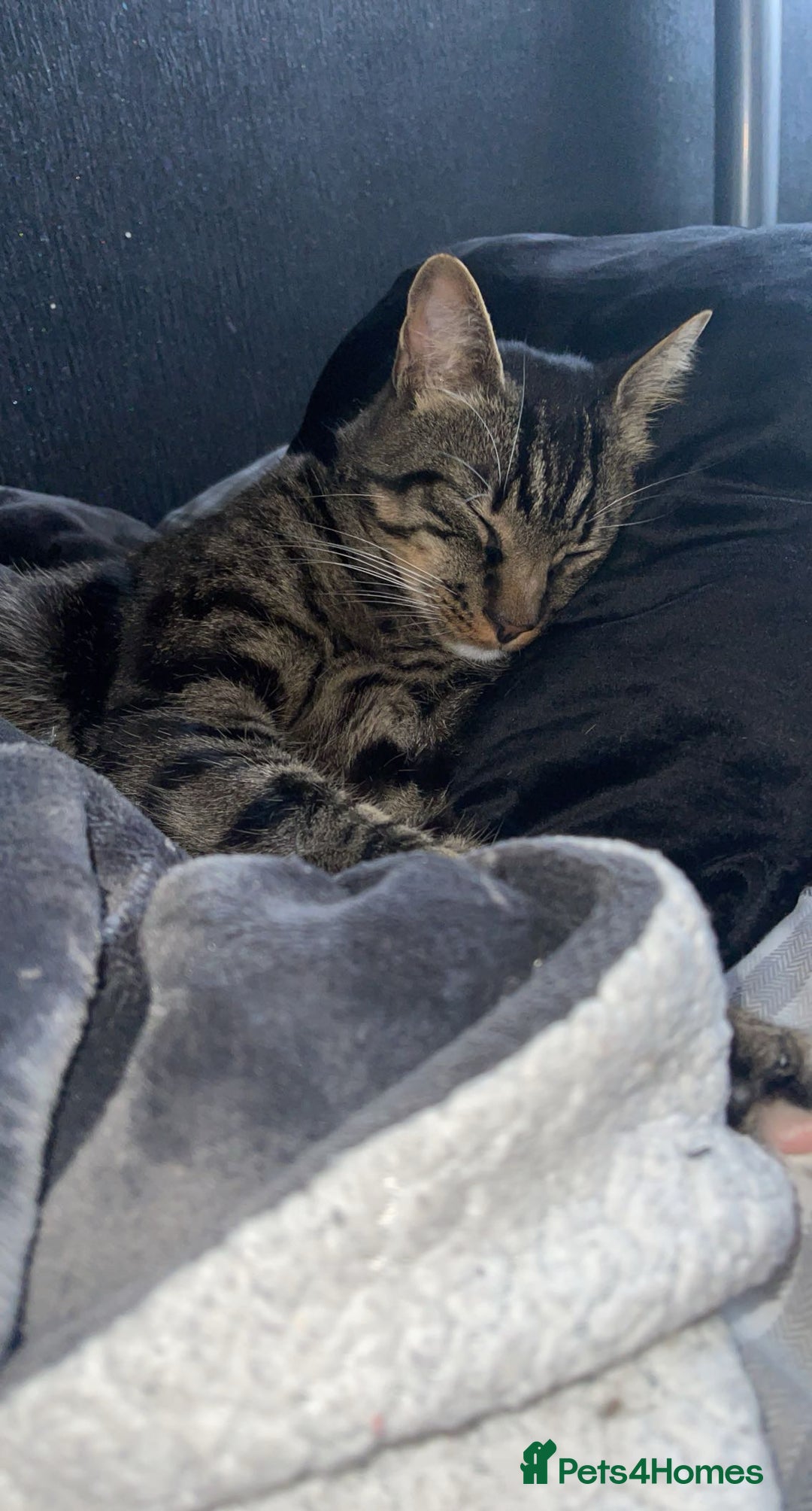 Mixed Breed cats for sale: Cat for Rehoming – Meet Eisa 🐾 - Image 1