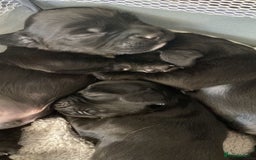Sprocker dogs for sale: Sprocker Spaniels  - Image 5