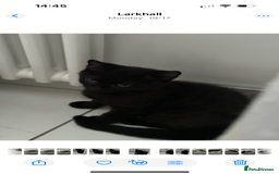 British Shorthair cats for sale: British shorthair kittens  - Image 3