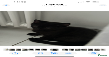 British Shorthair cats - Advert 15