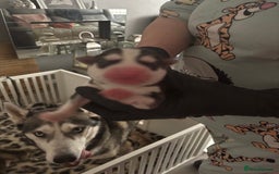 Siberian Husky dogs for sale: Siberian huskies  for sale  - Image 11
