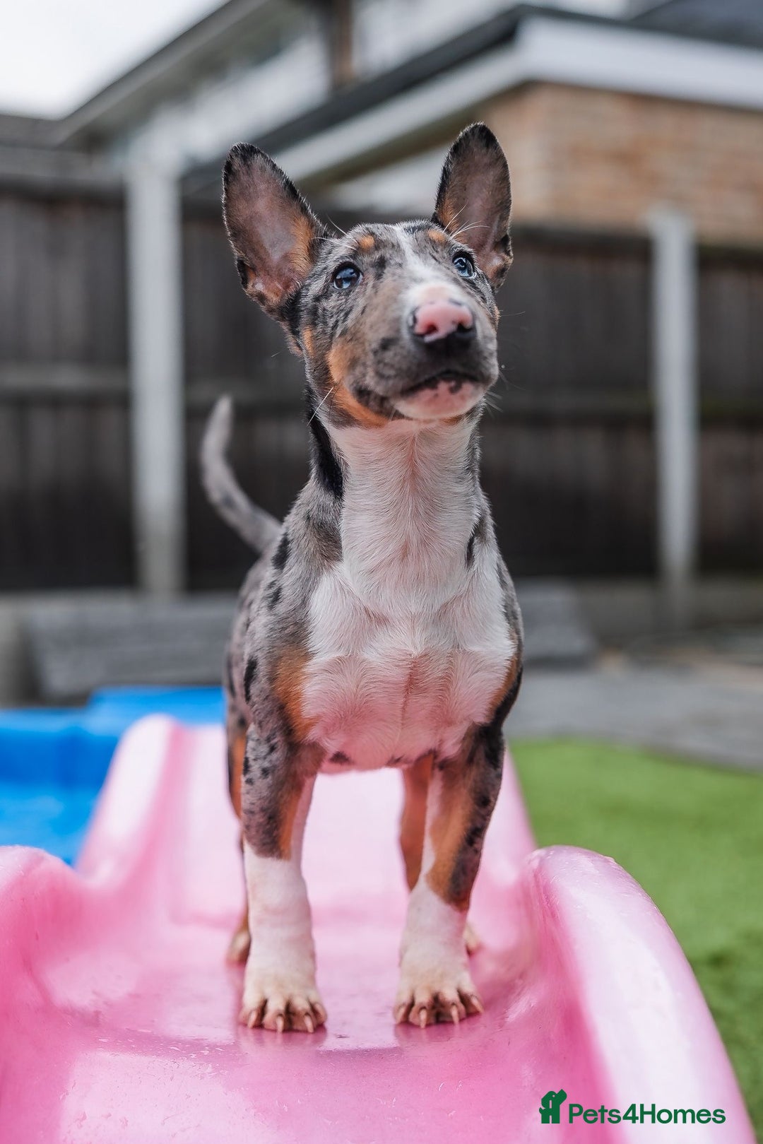 Miniature Bull terrier dogs for sale: Exotic 🎨 Miniature 🧬 Bullterrier Puppies 🐶 - Advert 7