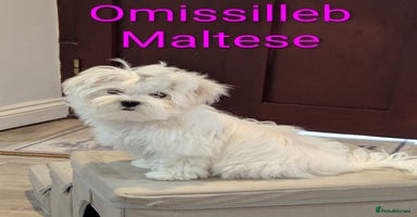 Maltese dogs - Advert 2