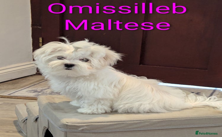Maltese dogs - Advert 1