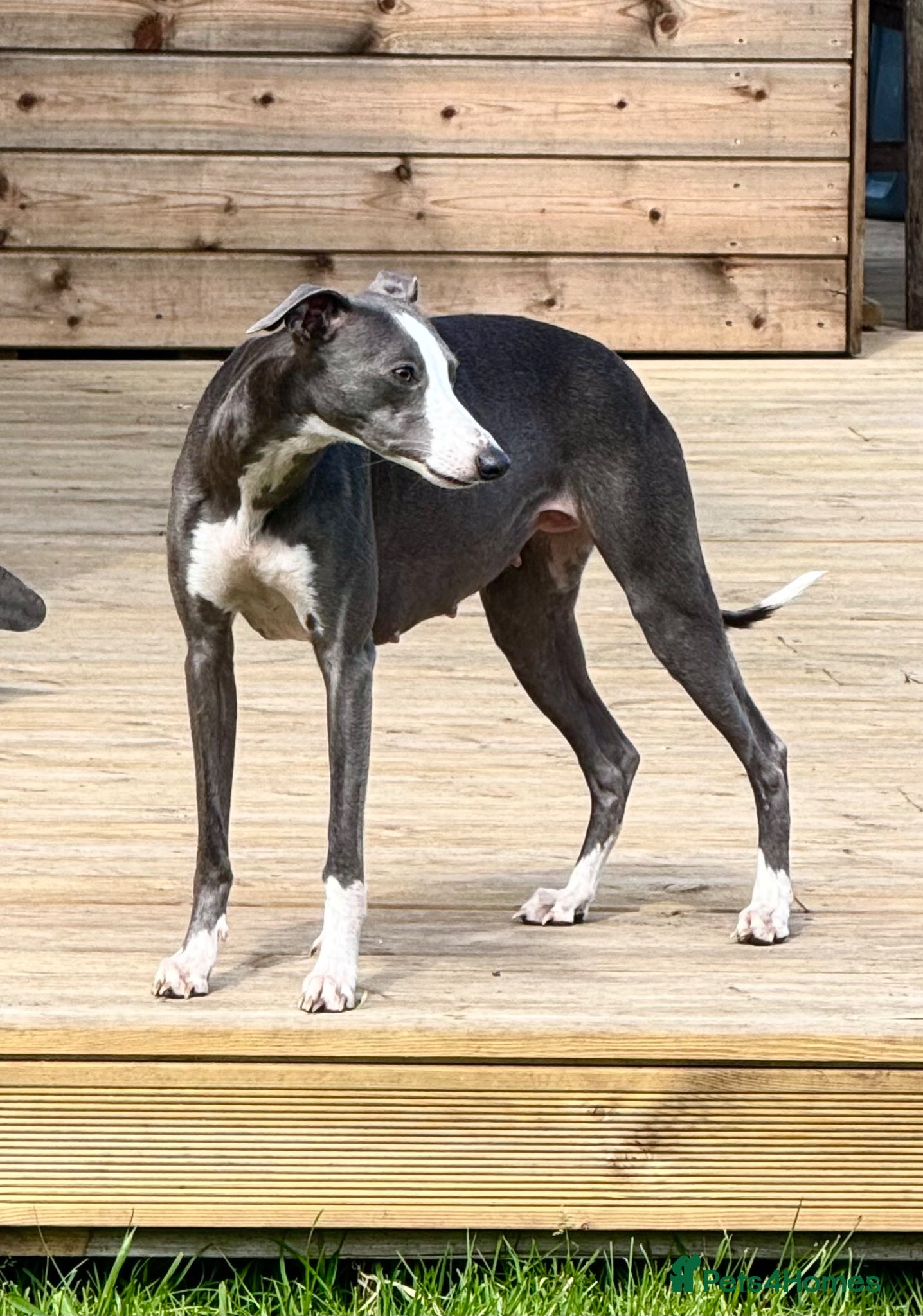 Whippet dogs Exceptional Quality KC Whippet Puppies - Advert 2