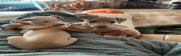 Italian Greyhound dogs for sale: Gorgeous KC Italian Greyhound Boys - Advert 7