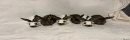 English Spot rabbits for sale: English spot  - Advert 6