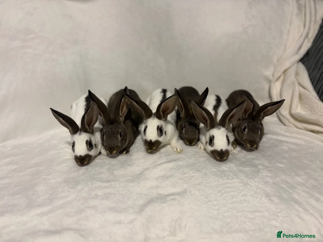 English Spot rabbits for sale: English spot  - Advert 6