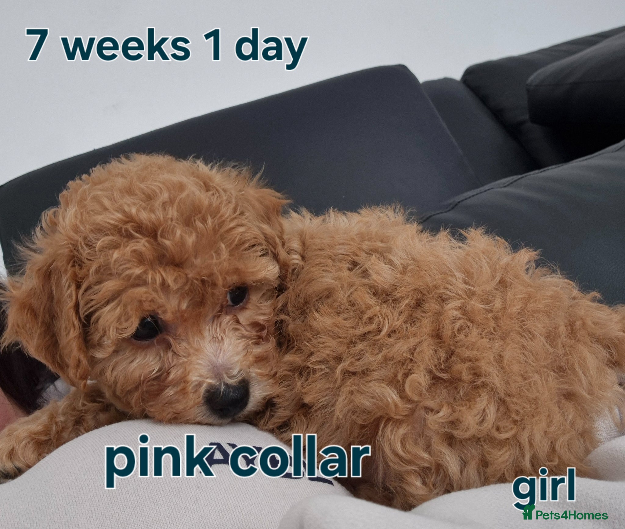 Poochon dogs Poochon - Advert 2