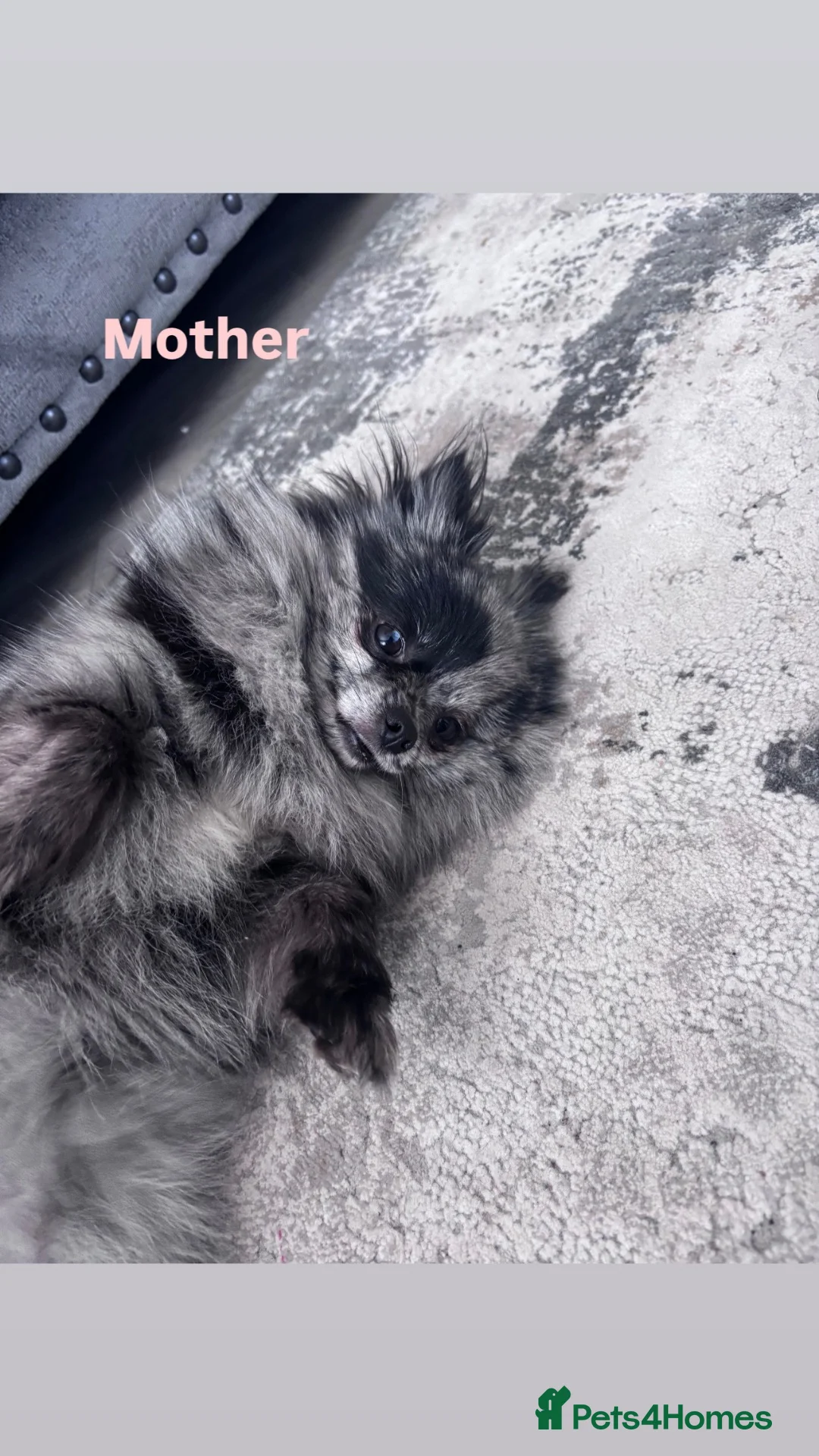 Pomeranian dogs for sale: Pomeranian puppies  - Advert 19