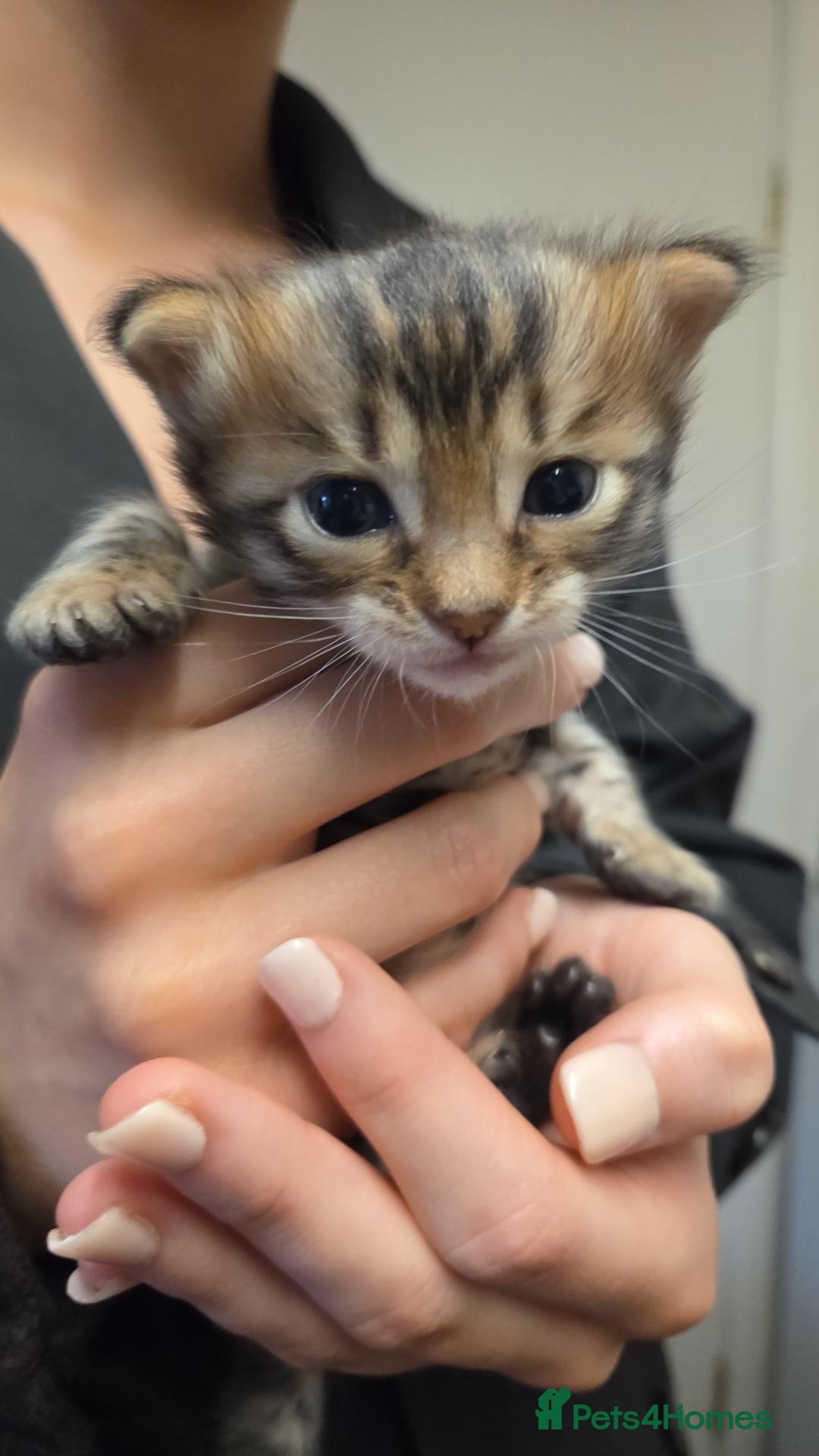 Bengal cats CASHMERE BENGAL BOY TICA REGISTERED  - Advert 16