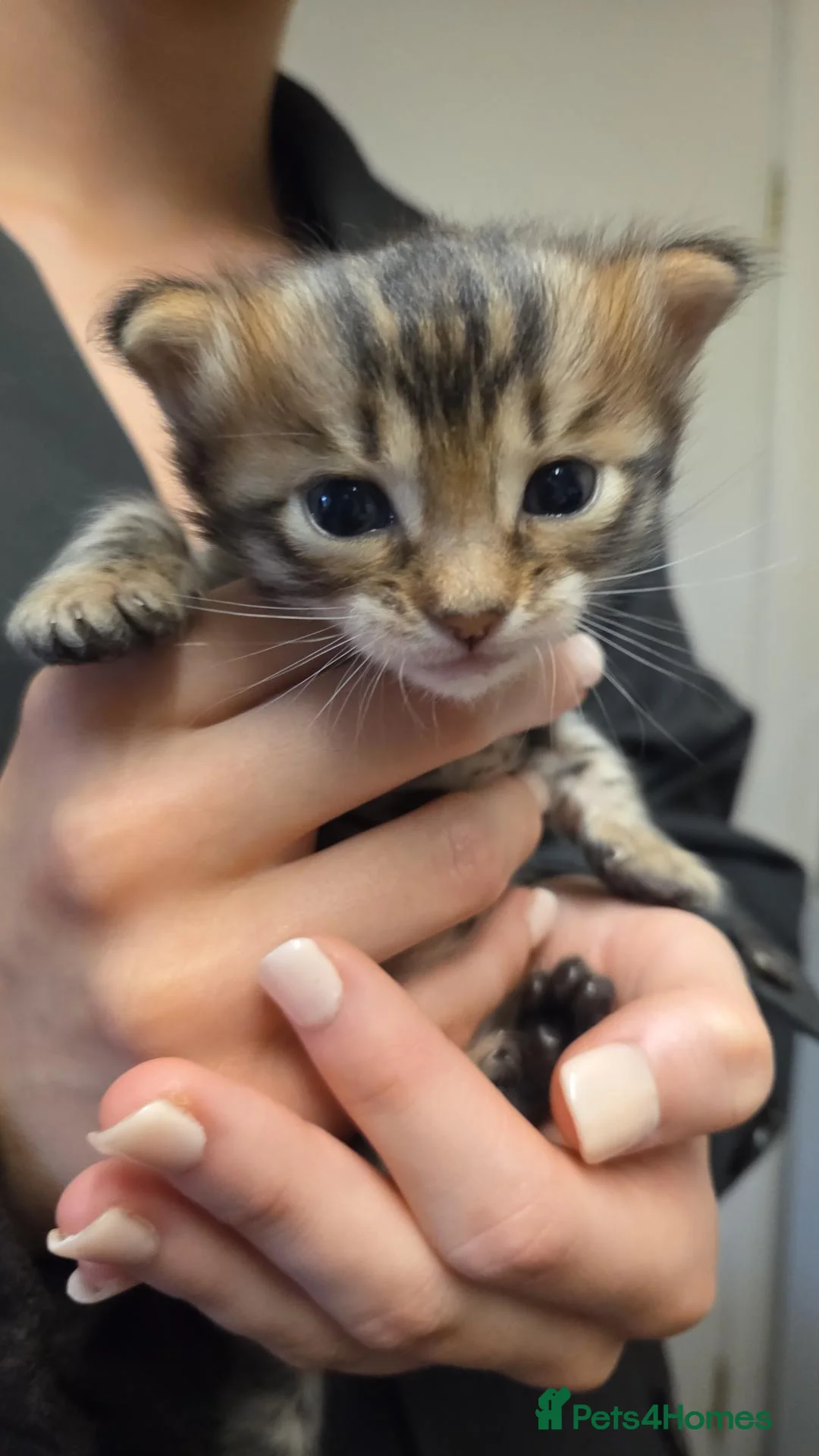 Bengal cats for sale: CASHMERE BENGAL BOY TICA REGISTERED  - Advert 1