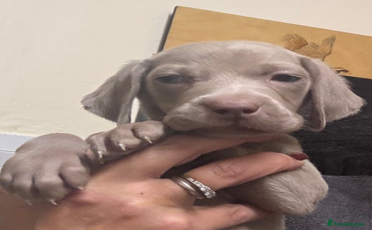 Weimaraner dogs - Advert 2