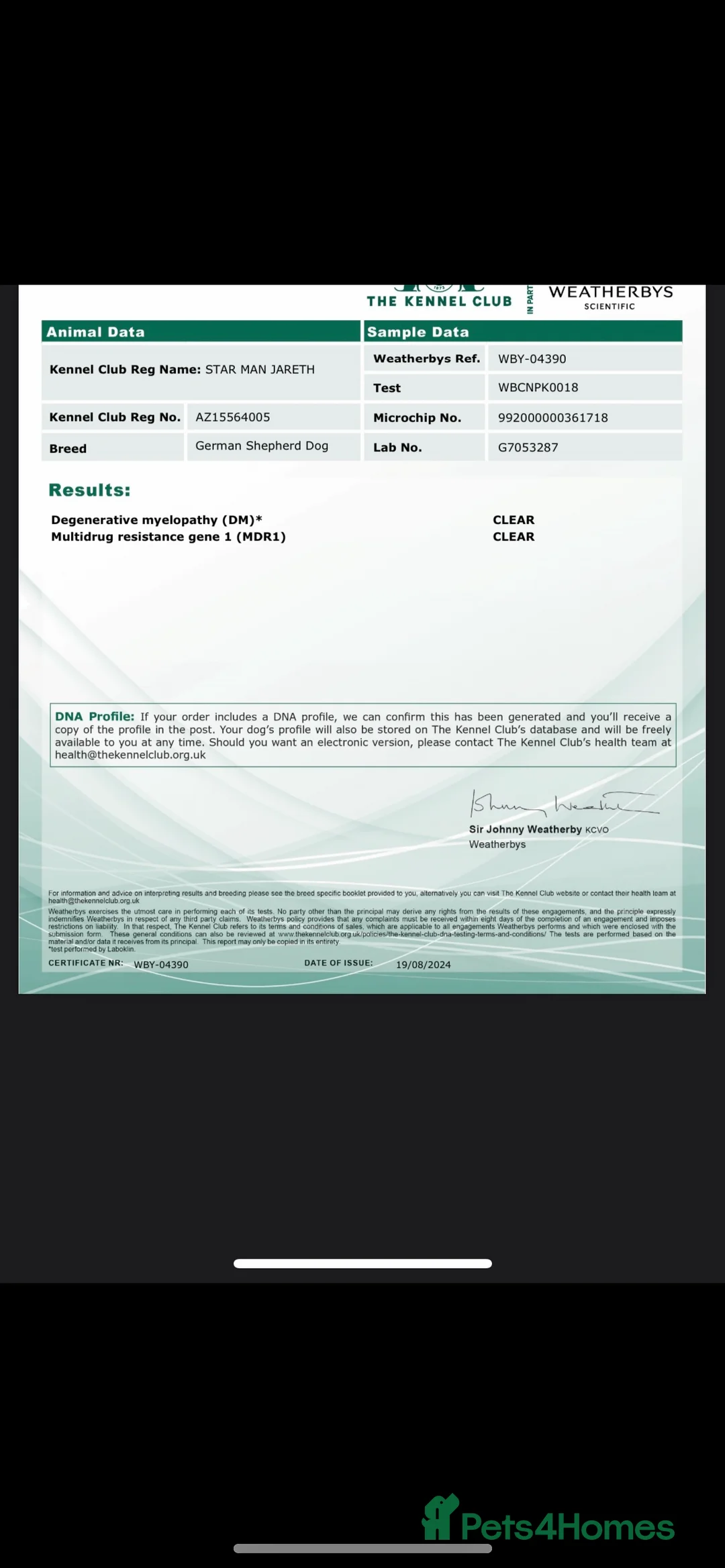 German Shepherd dogs for stud: Kc reg PROVEN Champion bloodline male for stud  in Oldham - Advert 9