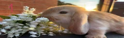 Mini Lop rabbits for sale: 🥕🐰Beautiful mini lops🐰🥕 - Advert 3