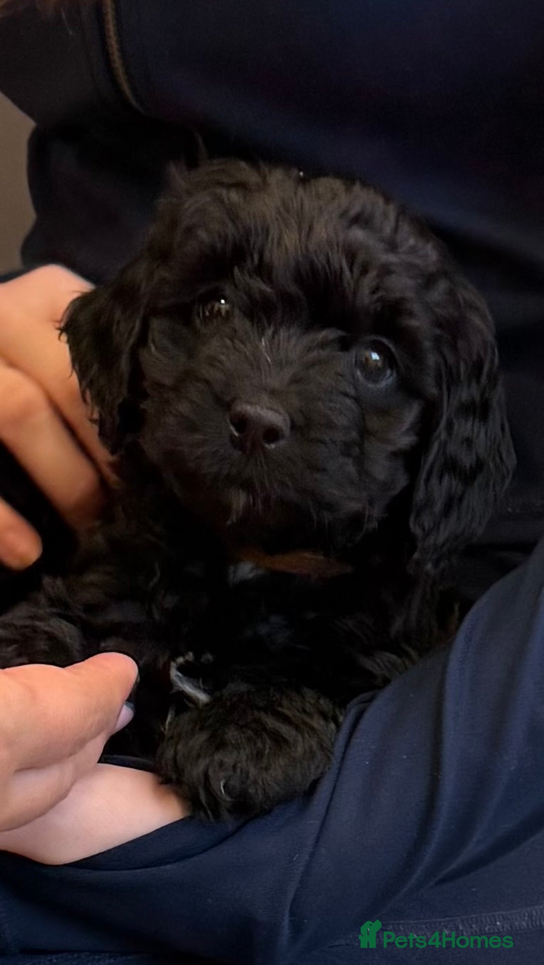 Sproodle dogs for sale: Stunning Sproodles  - Advert 15