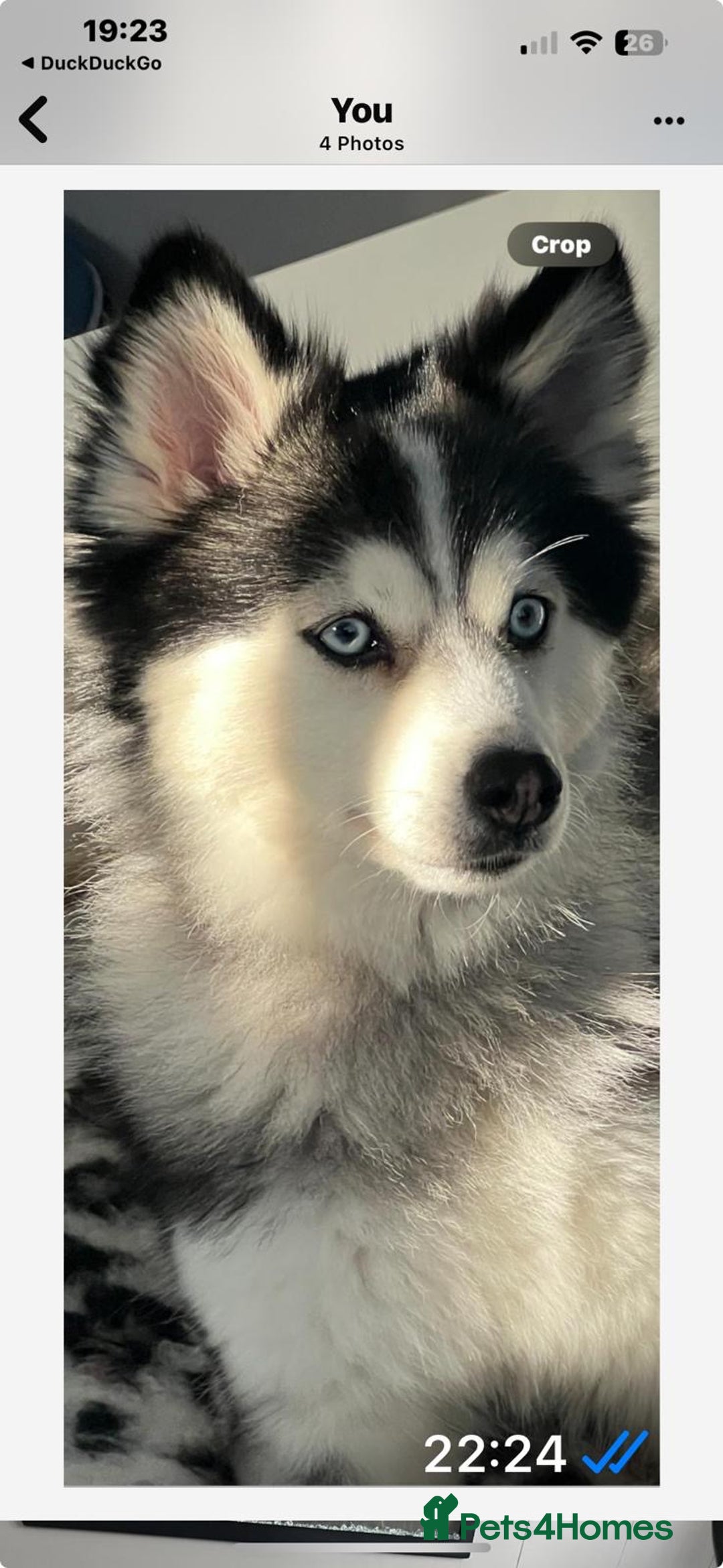 Pomsky dogs for sale: (Perfect Pomskies UK) 2 Female F3 Pomskies - Image 5