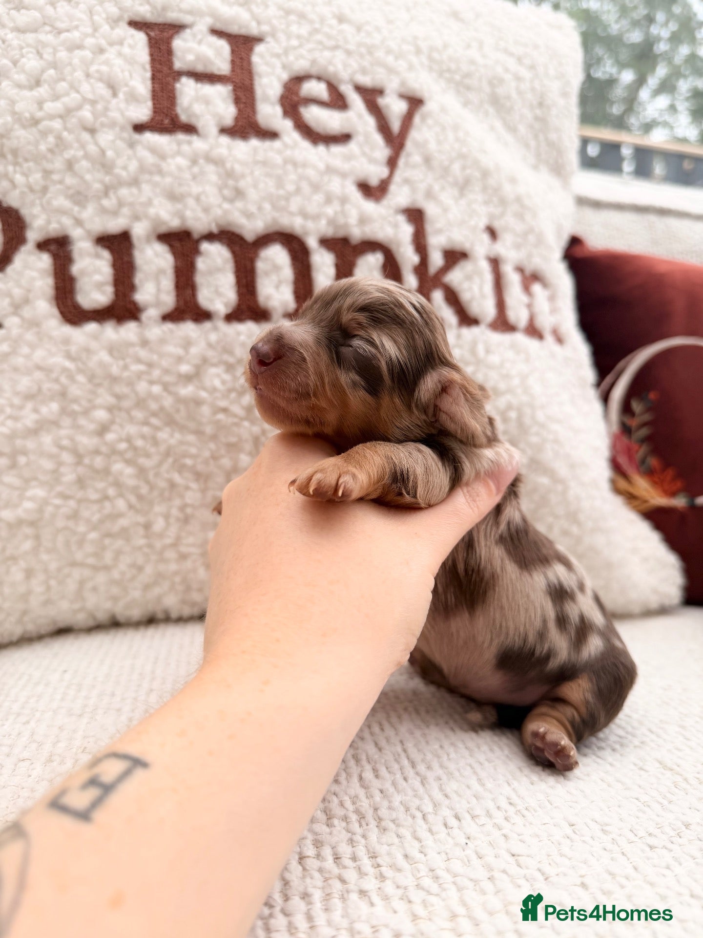 Miniature Dachshund dogs Long hair miniature daschund puppies for sale - Advert 3
