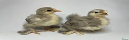 Chickens poultry for sale: MOTTLED PEKIN GROWERS  - Advert 6