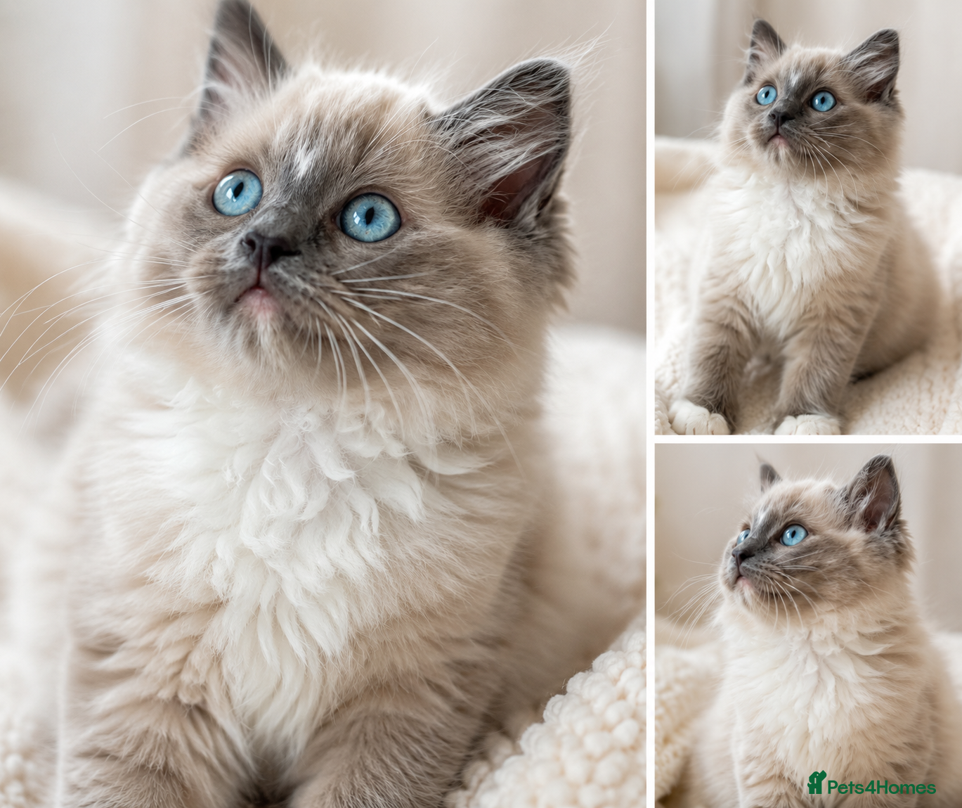 Ragdoll cats Beautiful Tica registered Ragdolls babies 🌸 - Advert 2