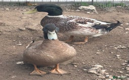 Ducks poultry for sale: 2 male drakes  - Image 1