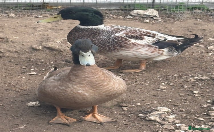 Ducks poultry - Advert 11