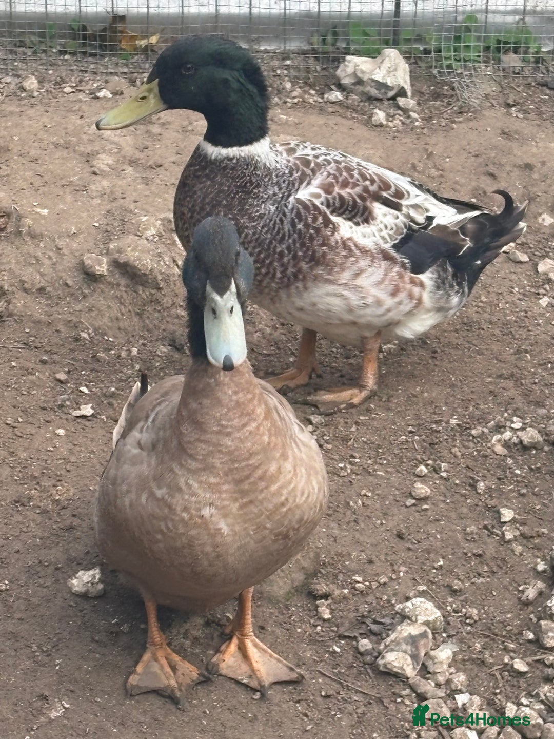 Ducks poultry for sale: 2 male drakes  - Image 1