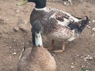 Ducks poultry - Advert 9