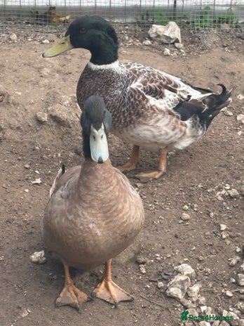 Ducks poultry - Advert 10