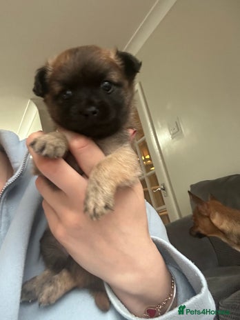 Mixed Breed dogs - Advert 4