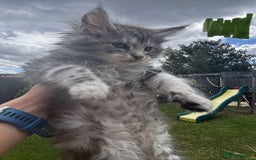 Maine Coon cats for sale: Maine coon kittens  - Image 22