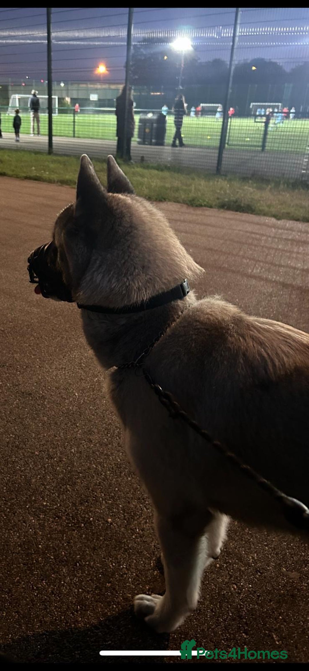 Akita dogs for stud: KUSH  - Image 4
