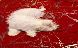 Maltese dogs for sale: Lolita is looking for a new loving family - Advert 4