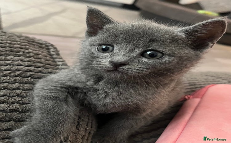 British Shorthair cats - Advert 12