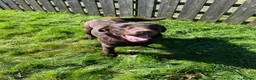Labrador Retriever dogs for sale: 0/0 hips KC reg Health tested chunky 🐶  - Advert 11