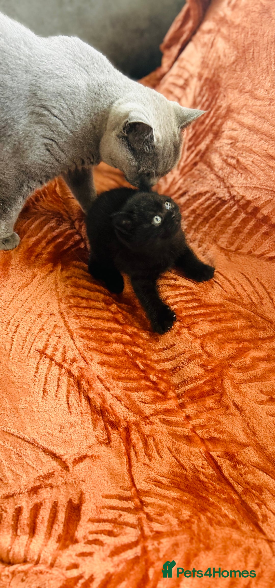 British Shorthair cats for sale: Amazing BSH Kittens  - Image 8