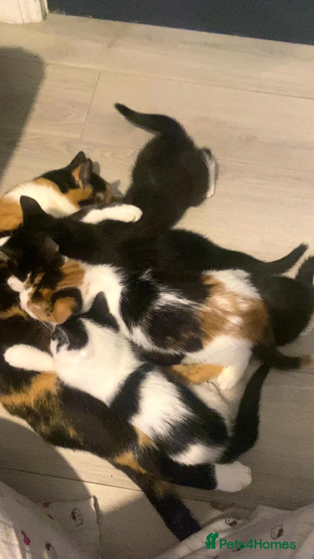Mixed Breed cats for sale: Adorable 11 week old kittens ready for new homes - Advert 1