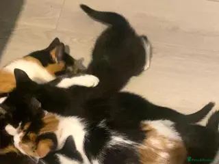 Mixed Breed cats Adorable 11 week old kittens ready for new homes - Advert 1