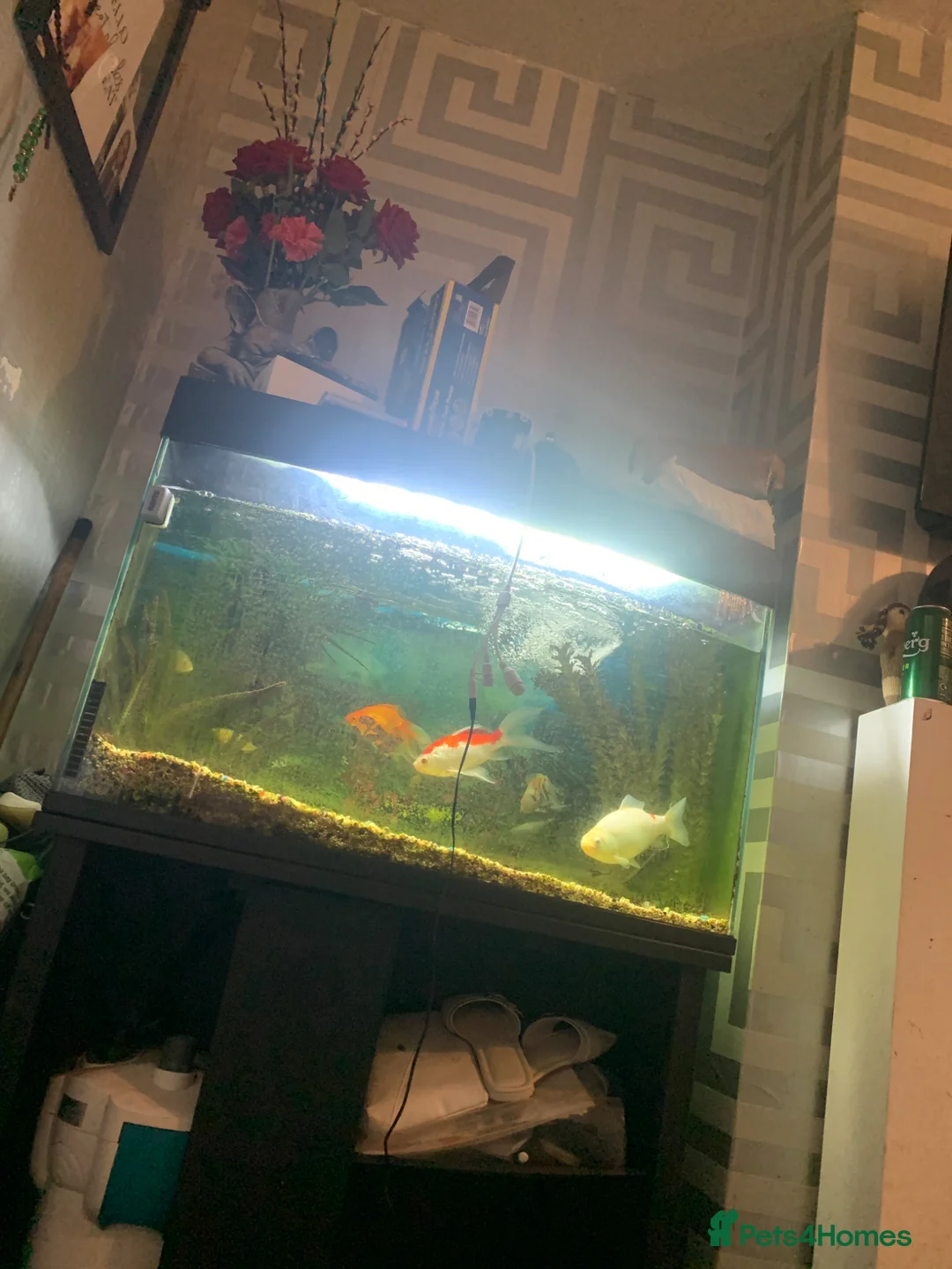 Fancy Goldfish fish for sale: Fancy goldfish  in Sheffield - Advert 2