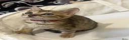 Bengal cats for sale: 🐆 Exceptional F5Bengal Kittens EgyptianBloodline  - Advert 7