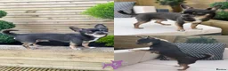 Chihuahua dogs for sale: Kc registered chihuahua pups - Advert 10