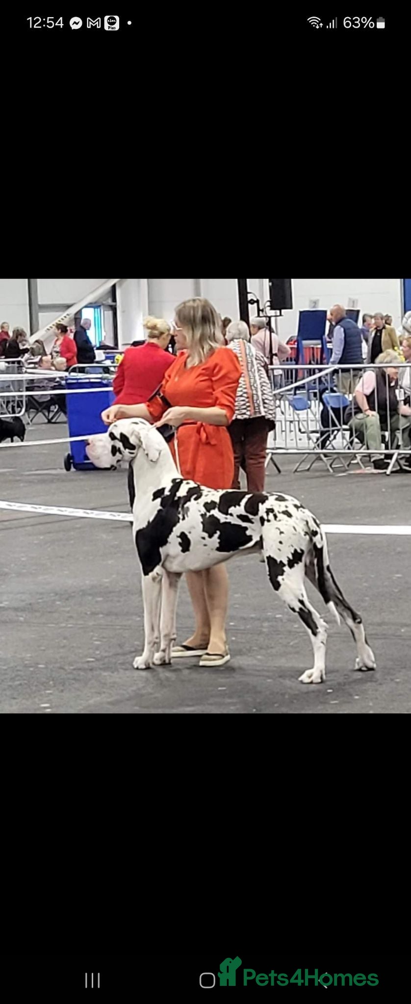 Great Dane dogs KC stud beautiful boy  - Advert 3