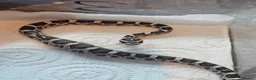 Corn Snake reptiles for sale: Corn snake  in Leicester - Advert 32