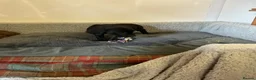 Labrador Retriever dogs for sale: Labrador  in Doncaster - Advert 9