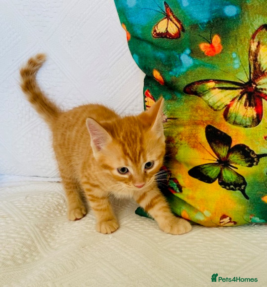 Ragcoon cats for sale: Beautiful Ginger Tabby Ragcoon kitten for sale  - Image 4