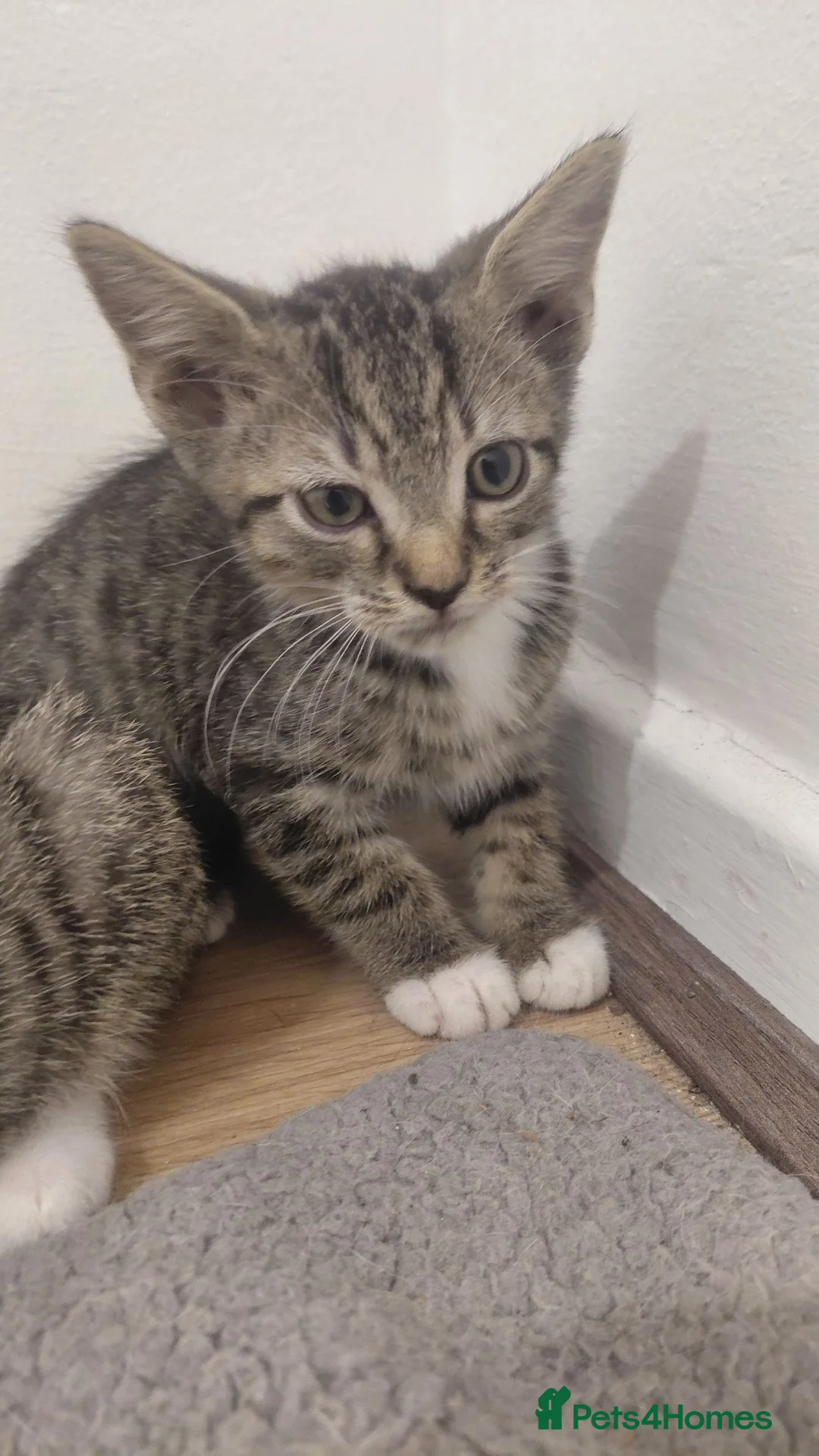 Bengal cats for sale: Kittens for sale in Southampton - Advert 2