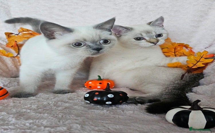 Scottish Fold cats - Advert 4